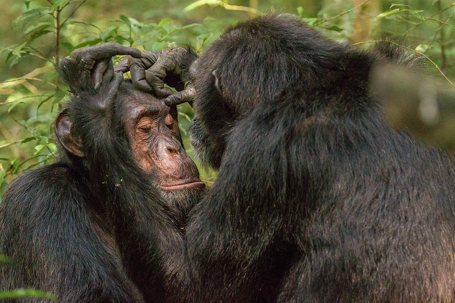 Chimpanzee Grooming Photograph by Robert Muckley