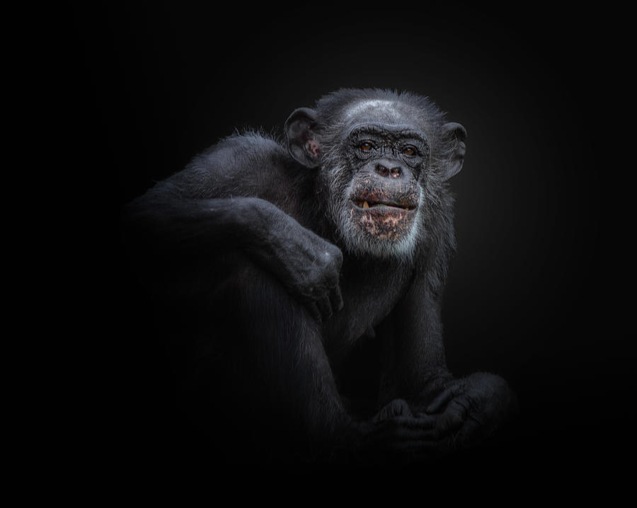Chimpanzee Photograph by Kamera