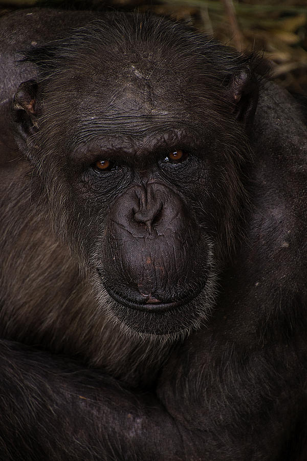 Chimpanzee Photograph by Kuni Photography