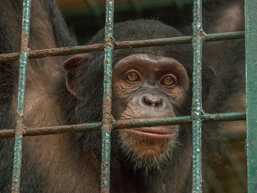 Chimpanzee Limbe Wildlife Center Photograph by Gerry Ellis