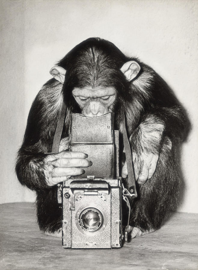 Chimpanzee Looking Through Vintage Box Photograph by Fpg Chimpanzee Looking Through Vintage Box Photograph by Fpg