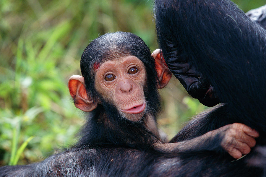 Chimpanzee  Mother & Baby  Pan Photograph by Nhpa