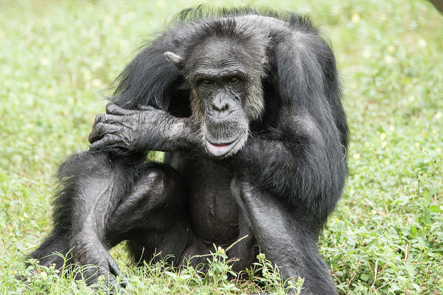 Animal Photograph - Chimpanzee (old) Hz 17 by Robert Michaud