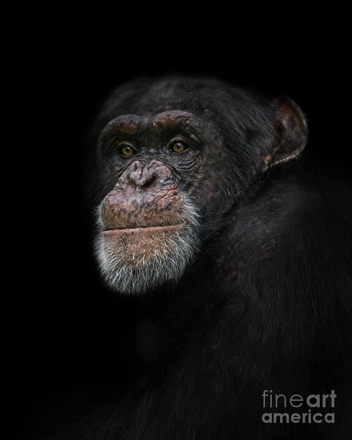 Chimpanzee Portrait Photograph