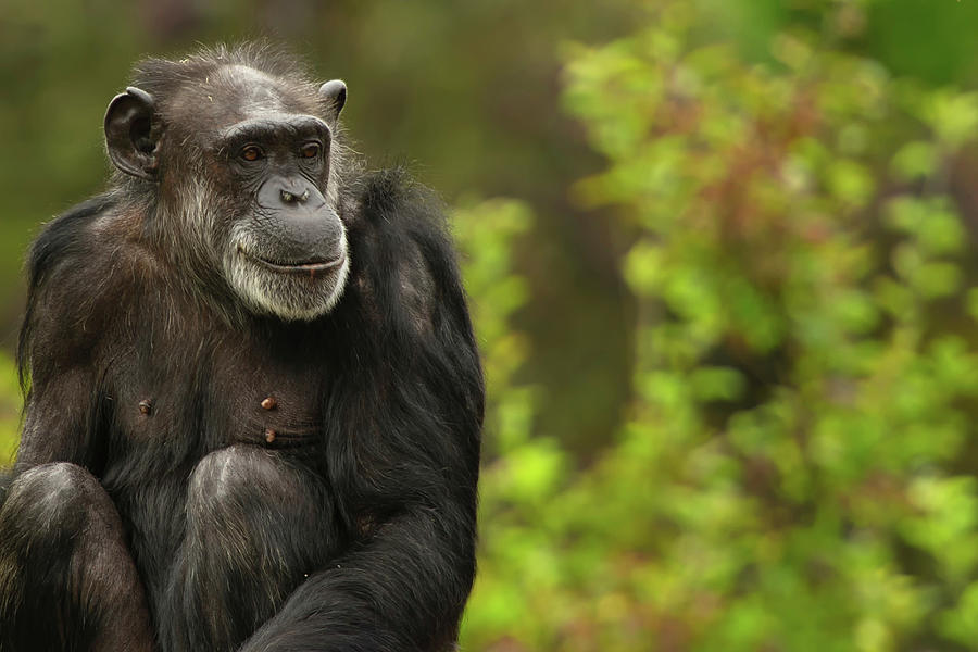 Nature Digital Art - Chimpanzee, San Francisco Zoo, California, Usa by Geoff Oddie