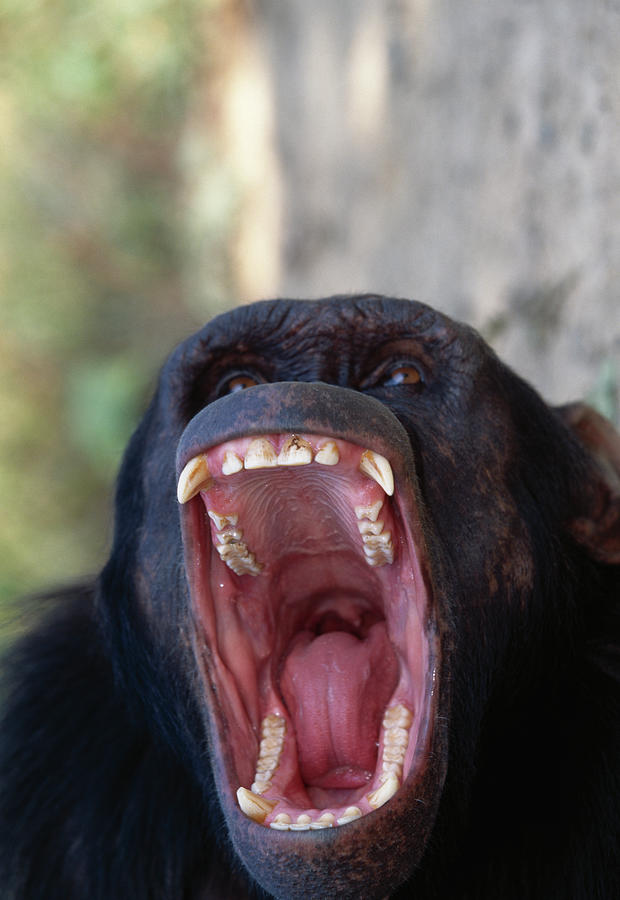 Chimpanzee Yawning Pan Troglodytes Photograph by Nhpa - Pixels