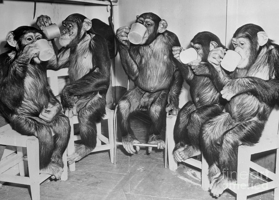 Chimpanzees Drinking Milk Photograph by Bettmann