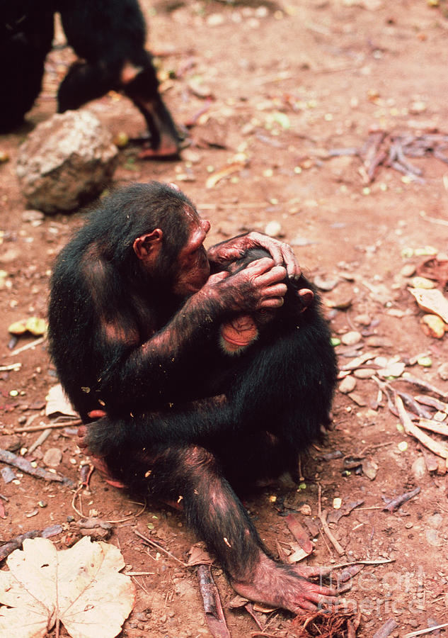 Chimpanzees Grooming Photograph by John Reader/science Photo Library