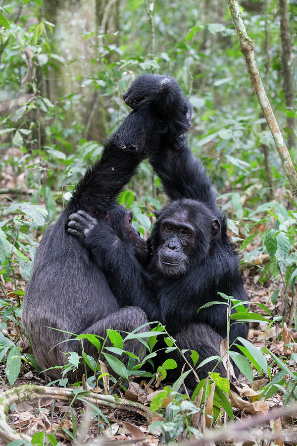 Chimpanzees Grooming Photograph by Suzi Eszterhas
