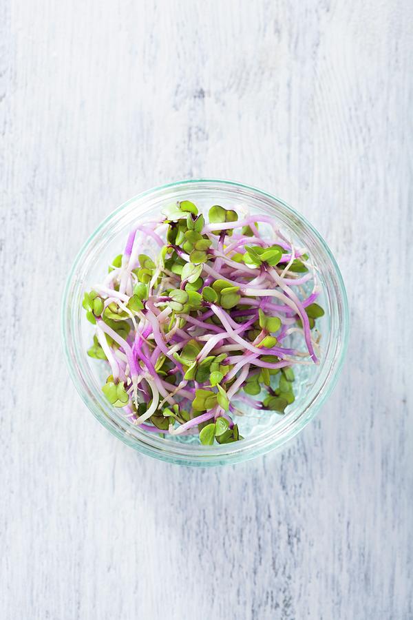 China Rose Sprouts In A Glass Bowl seen From Above Photograph by Olga Miltsova