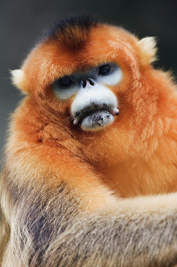 China, Shaanxi Province, Golden Monkey Photograph by Jeremy Woodhouse