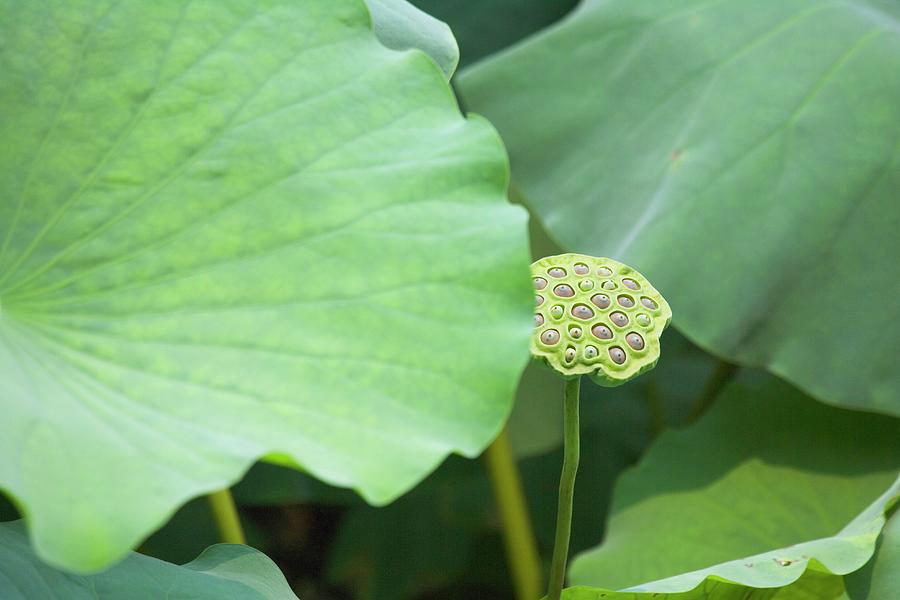 lotus seed