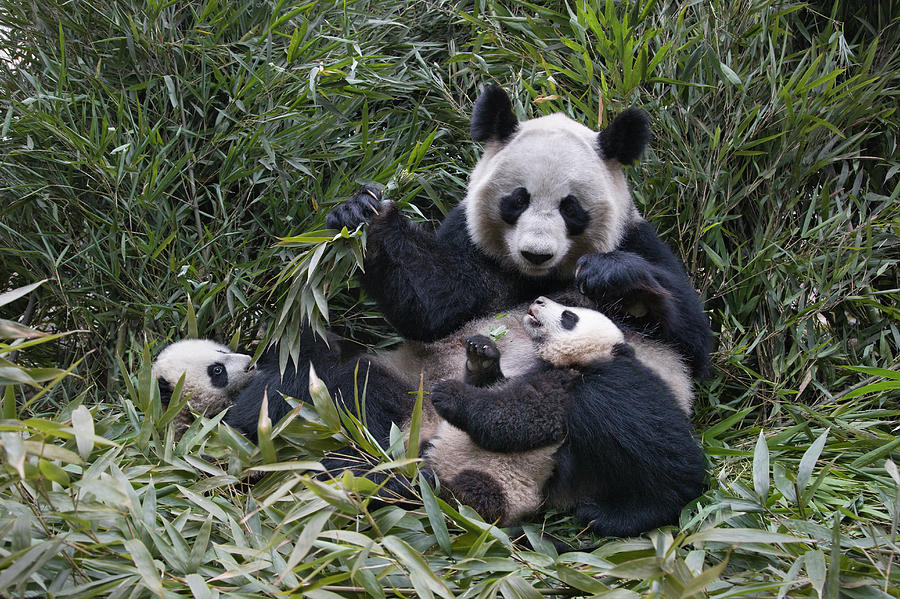 China, Sichuan Province, Wolong, Giant Photograph by Keren Su