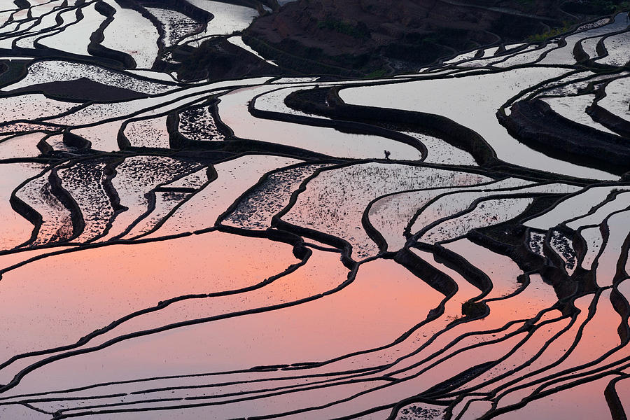 China, Yunnan, Yuanyang, A Farmer Walks Through The Rice Terraces Digital Art by Tim Mannakee