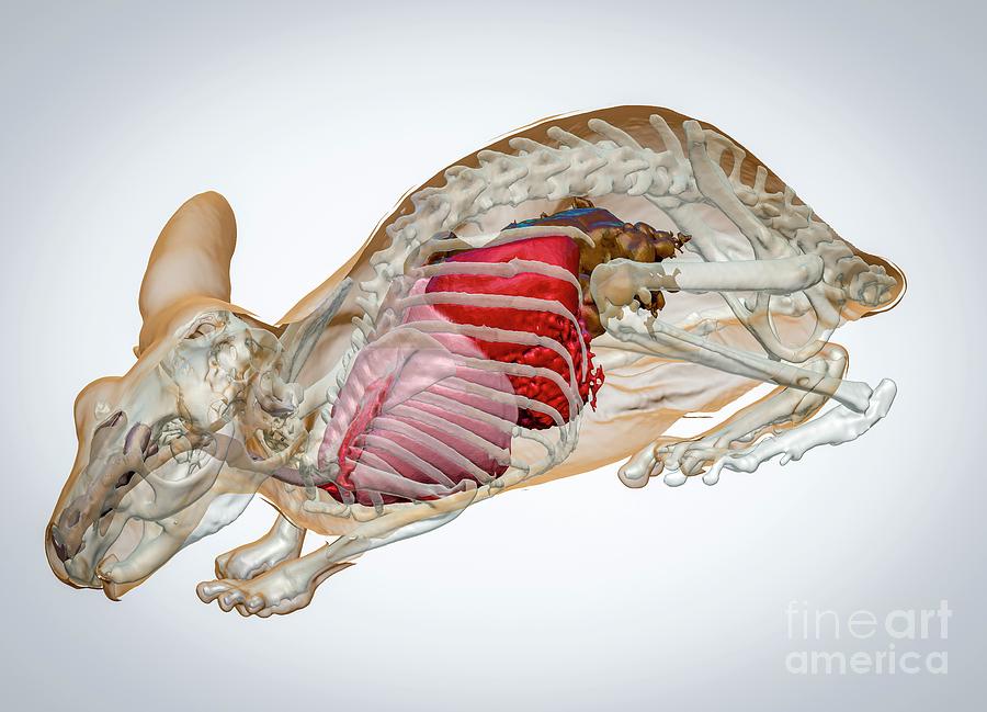 Chinchilla Anatomy Photograph by Scott Birch/pixelbeaker/science Photo