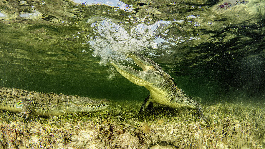 Chinchorro Banks American Crocodiles, Xcalak, Quintana Roo, Mexico ...