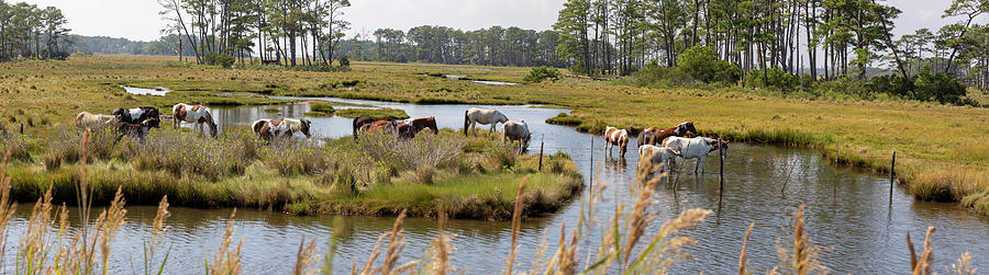 Chincoteague Ponies grazing in wetland Photograph by Karen Foley