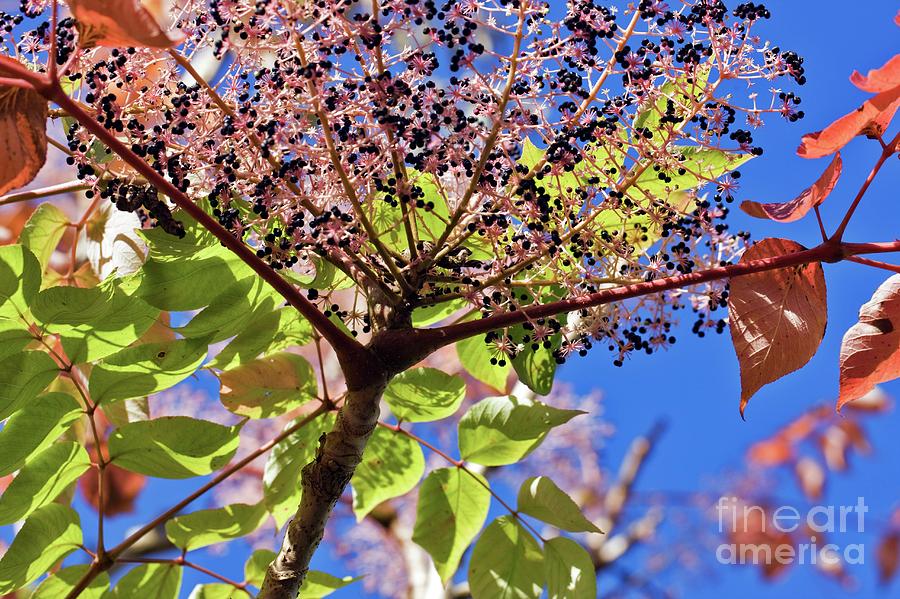 Chinese Angelica Tree (aralia Chinensis) Photograph by Dr Keith Wheeler/science Photo Library