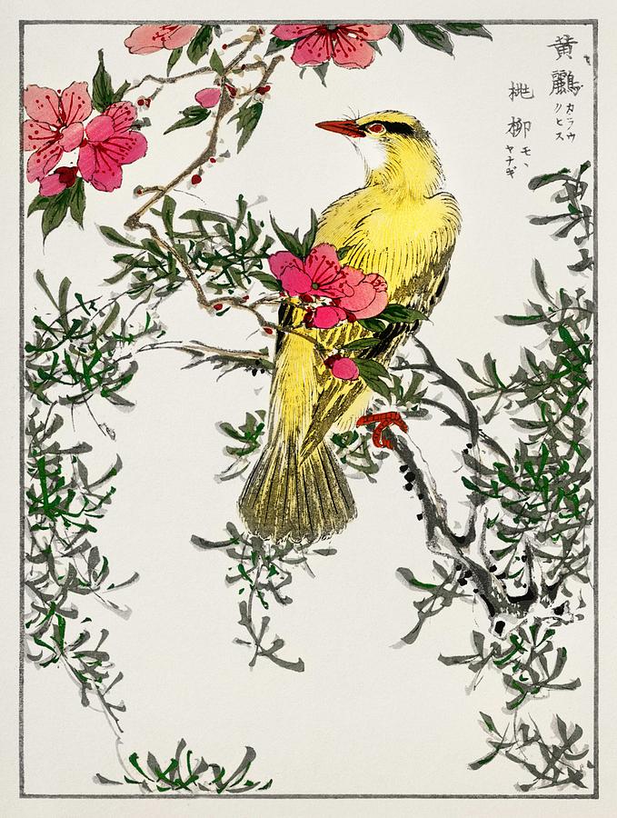 Nature Painting - Chinese Bush warbler and Drooping Peach iIllustration from Pictorial Monograph of Birds  1885  by Nu by Celestial Images