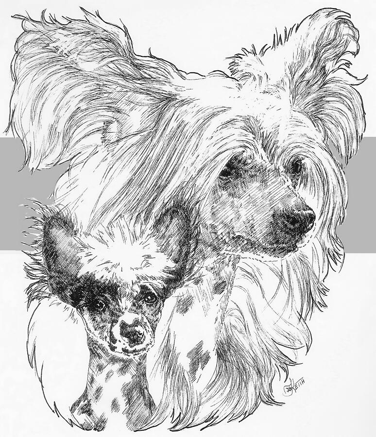 Chinese Crested and Pup Drawing by Barbara Keith