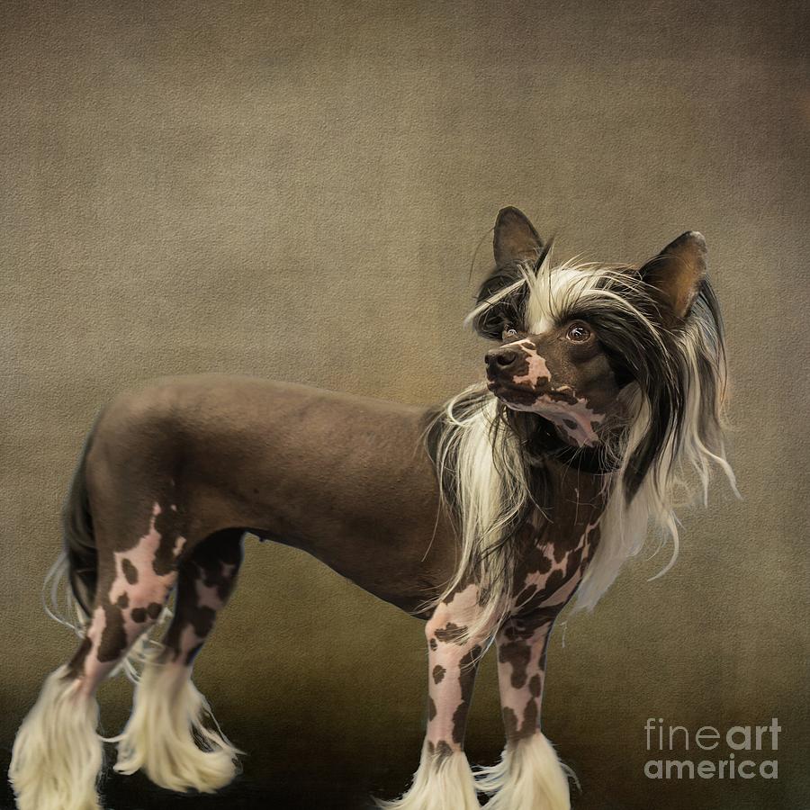 Chinese Crested Dog Hairless Photograph by Eva Lechner
