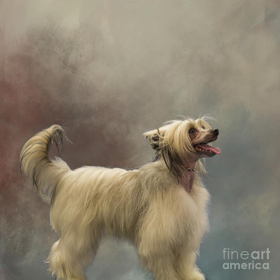 Chinese Crested Dog Powderpuff Photograph by Eva Lechner