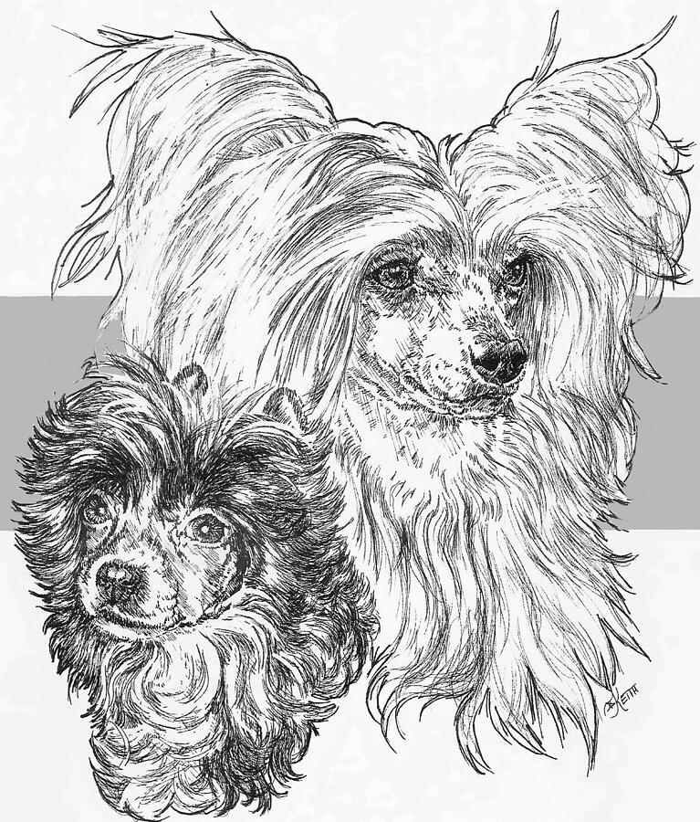 Chinese Crested Powderpuff and Pup Drawing by Barbara Keith