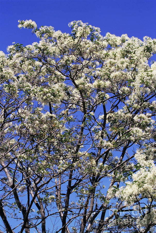 Chinese Fringe Tree In Bloom Photograph by Malcolm Thomas/science Photo