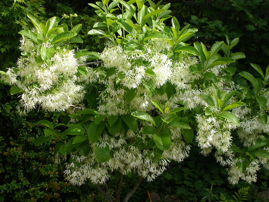 Chinese Fringe Tree in full bloom Photograph by Deanna Arias Pixels