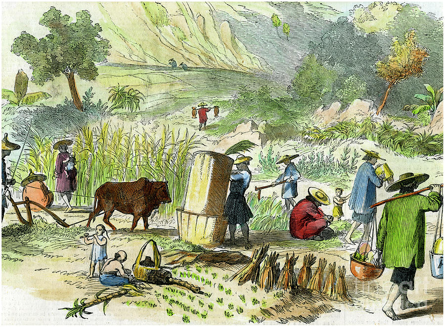 Chinese Harvest, Hong Kong, C1875 Drawing by Print Collector