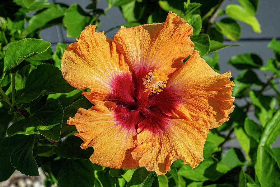 Chinese Hibiscus Photograph - Chinese Hibiscus,danita Delimont,lisa S by Lisa S. Engelbrecht