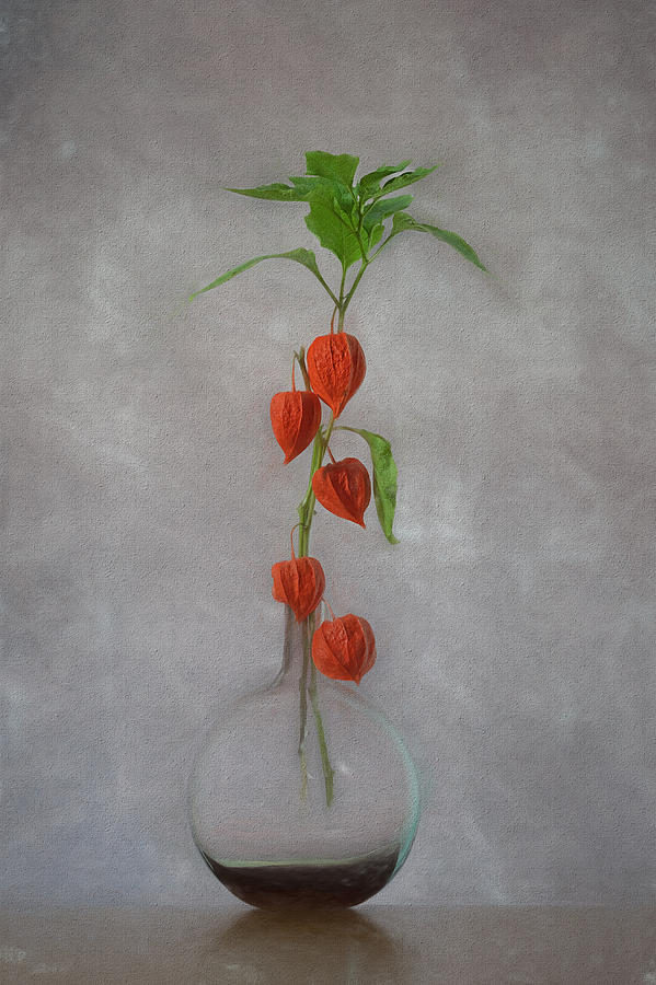 Chinese Lantern Photograph by Lydia Jacobs