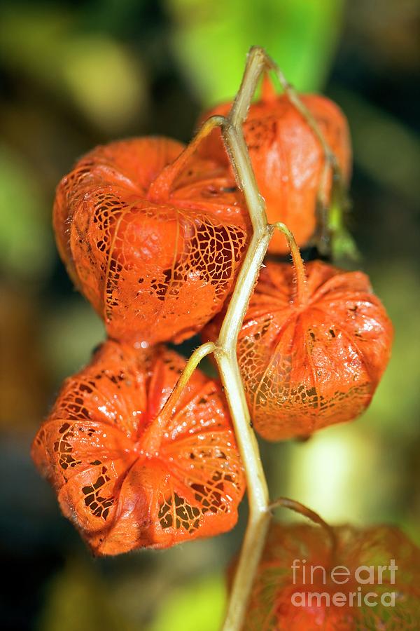 Chinese Lanterns (physalis Sp.) Photograph by Dr Keith Wheeler/science Photo Library