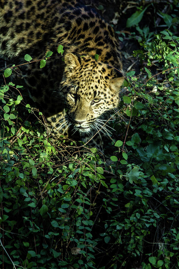 Chinese Leopard Photograph by Kerstin Meyer