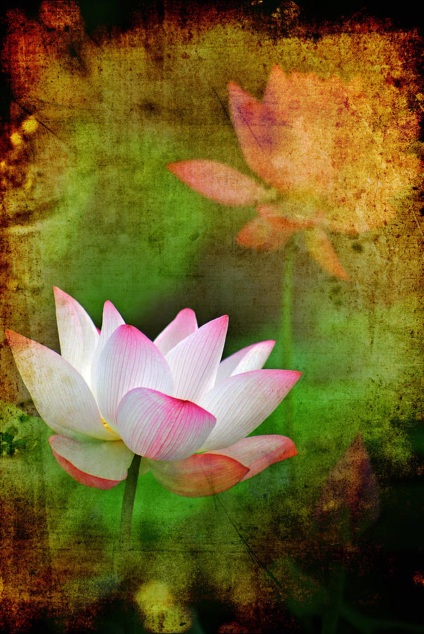 Chinese Painting Style Lotus Photograph by Weechia@ms11.url.com.tw