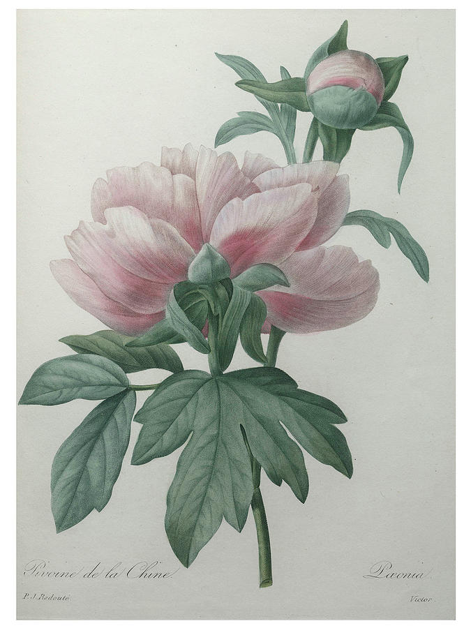 Chinese Peony Painting by Pierre-Joseph Redoute - Fine Art America