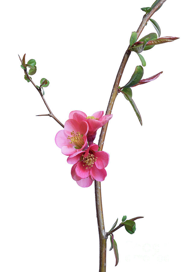 Chinese Quince (chaenomeles Speciosa) Flowers Photograph by Riccardo Bianchini/science Photo Library