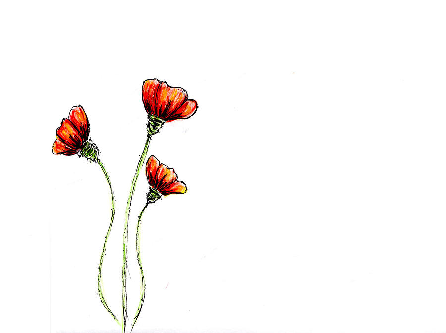 Chinese Red Poppies Drawing By Monique Neugebauer