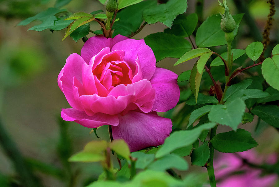 Chinese Rose  Photograph by Jerry Connally