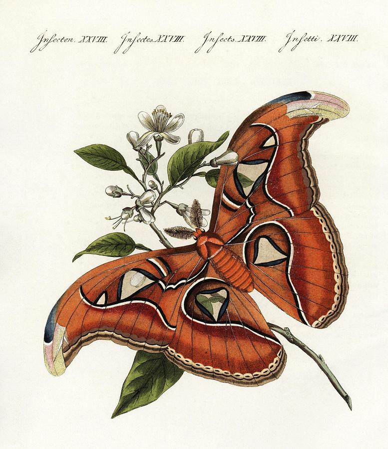 Chinese silk moth on orange blossom, by Friedrich Johann Bertuchs Bilderbuch fur Kinder. Drawing by Album