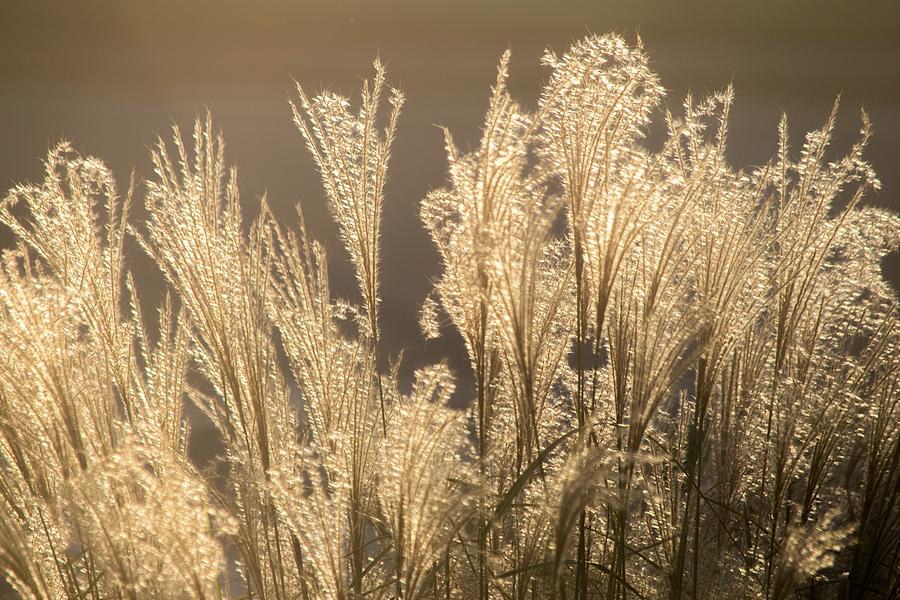 Chinese Silver Grass Photograph by Mary Ann Artz