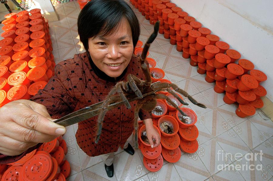 Chinese Spider Medicine Photograph by Science Photo Library Chinese Spider Medicine Photograph by Science Photo Library