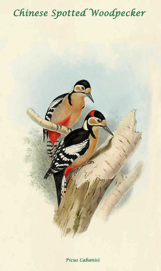 Chinese Spotted Woodpecker Painting by John Gould