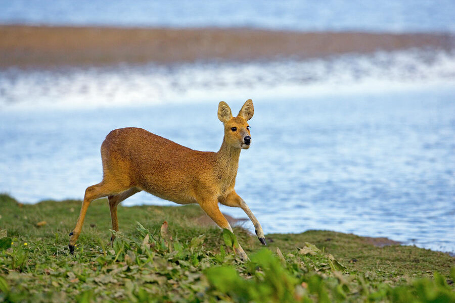 Chinese Water Deer Bedfordshire, Uk. Introdcued Photograph by Ernie ...