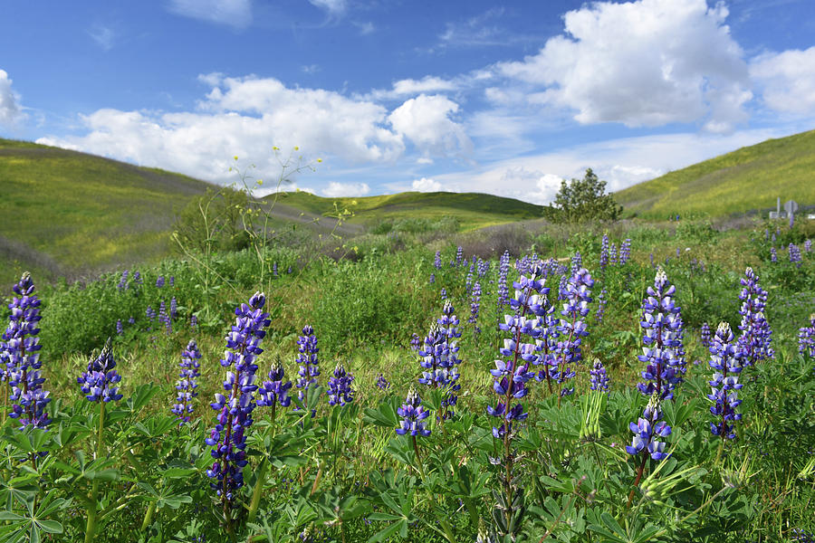 Chino Hills State Park in full bloom Photograph by Dung Ma