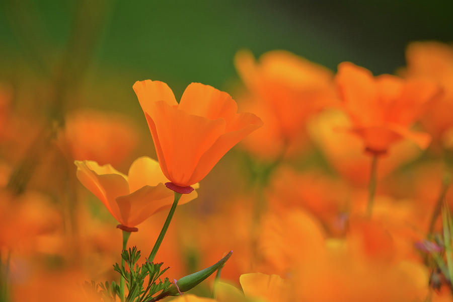 Chino Hills Poppies Photograph by Kyle Hanson
