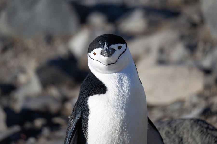 Chinstrap Penguin Photograph by Lauri Novak