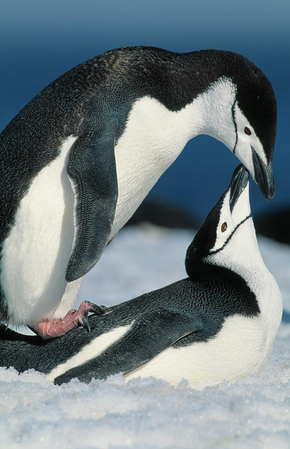 Chinstrap Penguin Pygoscelis Antarctica Photograph by Nhpa