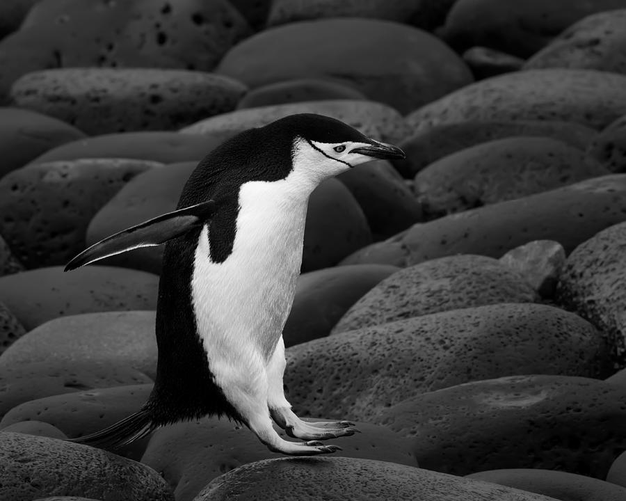 Penguin Photograph - Chinstrap Penguin by Young Feng