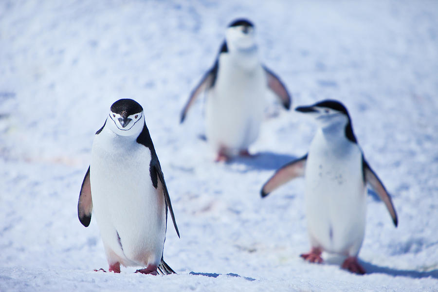 Chinstrap Penguins Photograph by Kelly Cheng Travel Photography